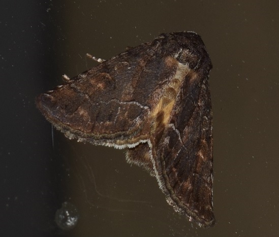 Noctuidae: Talpophila matura